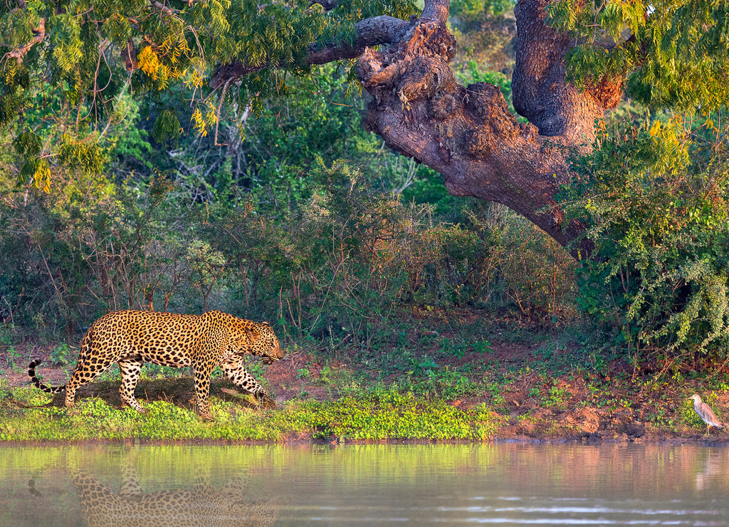 Asian Leopard known as Panthera pardus kotiya in latin, in Yala, Sri Lanka