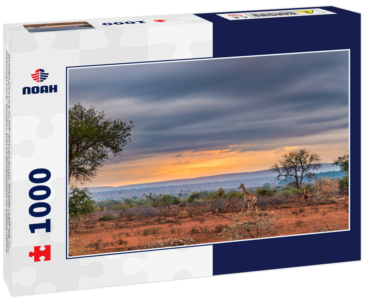 Golden sunrise in the african bush. Giraffe walking in wonderful landscape and dramatic colorful sky. Kruger National Park, famous travel destination in South Africa