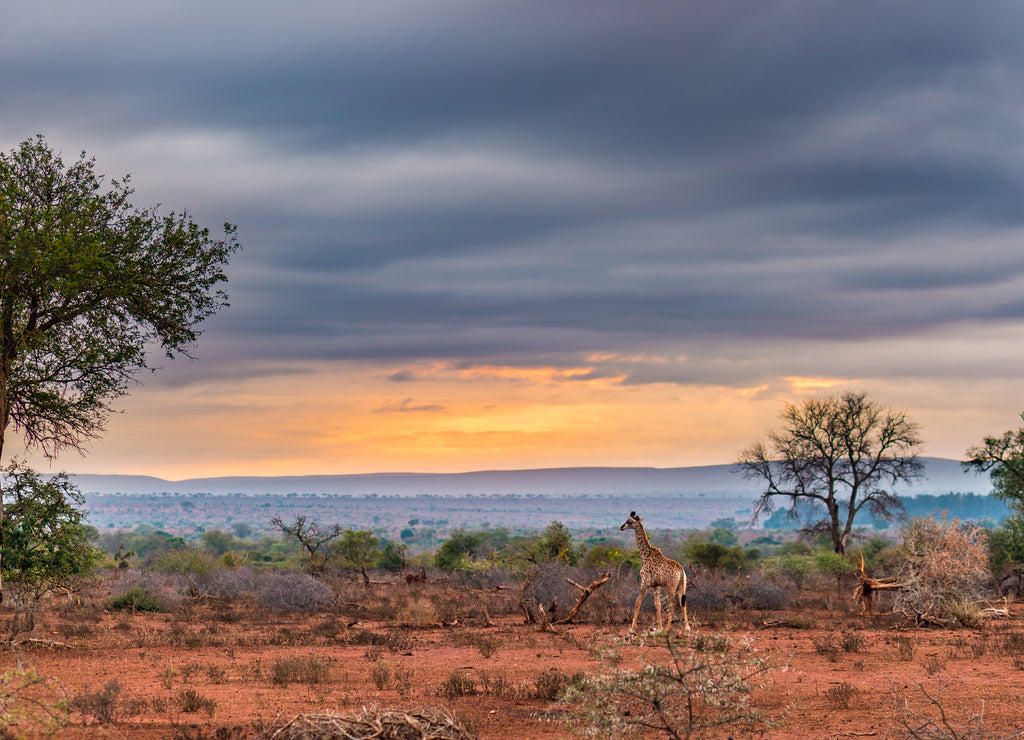 Golden sunrise in the african bush. Giraffe walking in wonderful landscape and dramatic colorful sky. Kruger National Park, famous travel destination in South Africa