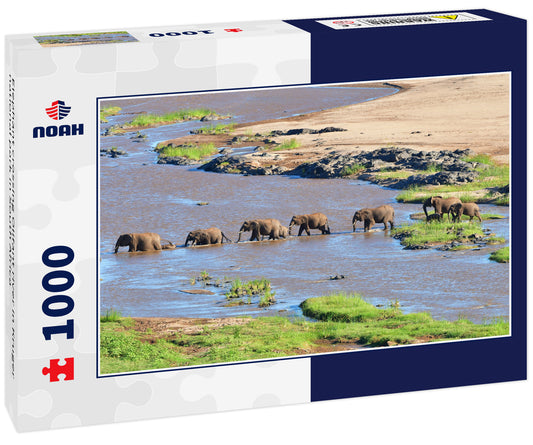 Elephant crossing Olifant river in Kruger national park in South Africa