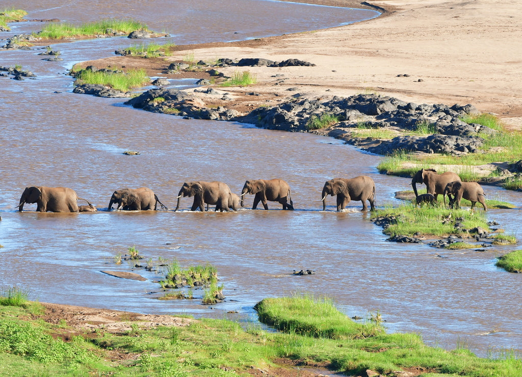Elephant crossing Olifant river in Kruger national park in South Africa