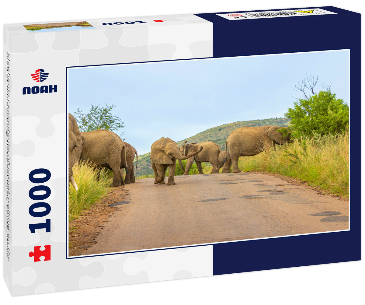 Elephants ( Loxodonta Africana) walking on the road at Pilanesberg National Park, South Africa