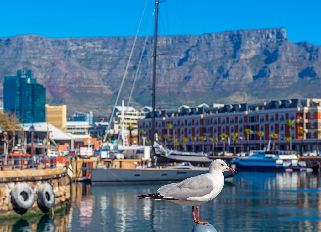 Seagull in Cape Town port and harbor with the Table Mountain in the background, Cape Town city, South Africa