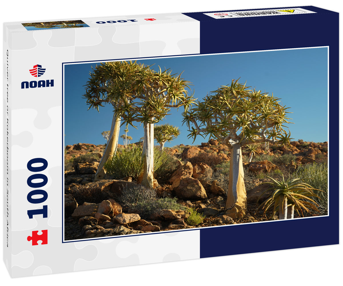 Quiver tree or Kokerboom in South Africa