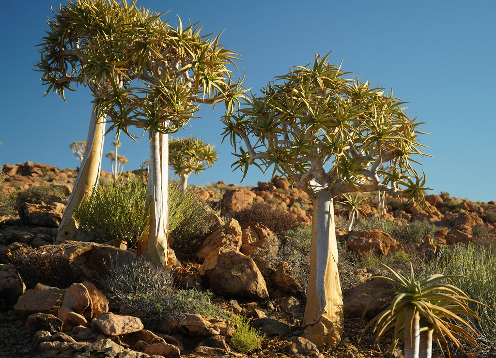 Quiver tree or Kokerboom in South Africa