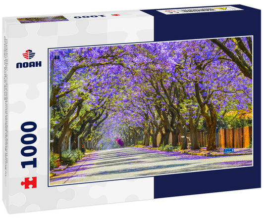 Purple blue Jacaranda mimosifolia bloom in Johannesburg and Pretoria street during spring in October in South Africa