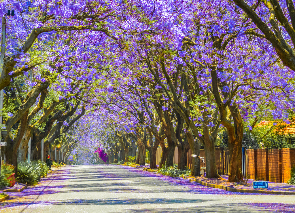 Purple blue Jacaranda mimosifolia bloom in Johannesburg and Pretoria street during spring in October in South Africa