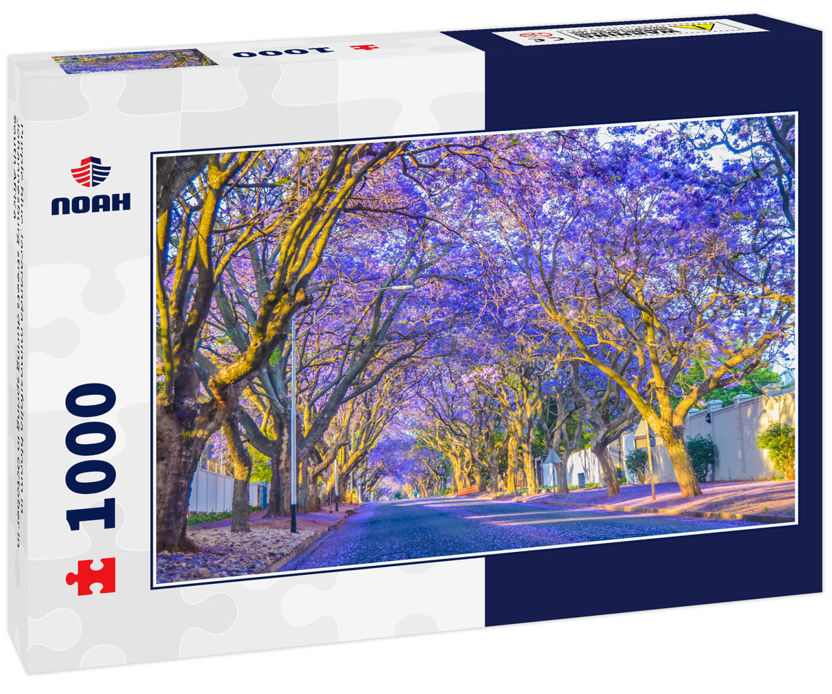 Purple blue Jacaranda mimosifolia bloom in Johannesburg streets during spring in October in South Africa