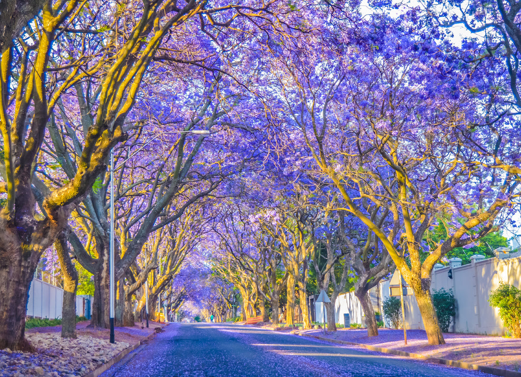 Purple blue Jacaranda mimosifolia bloom in Johannesburg streets during spring in October in South Africa