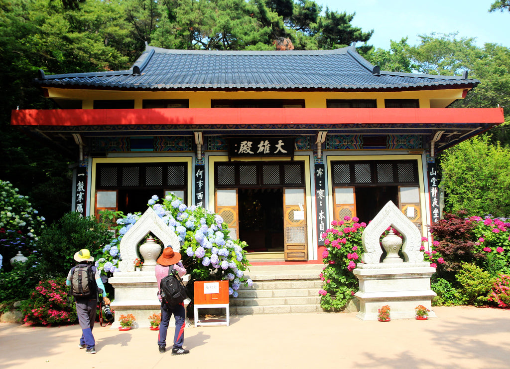 hydrangea suguk Festival in taejongsa buddhist temple, Taejongdae, Busan, South Korea, Asia
