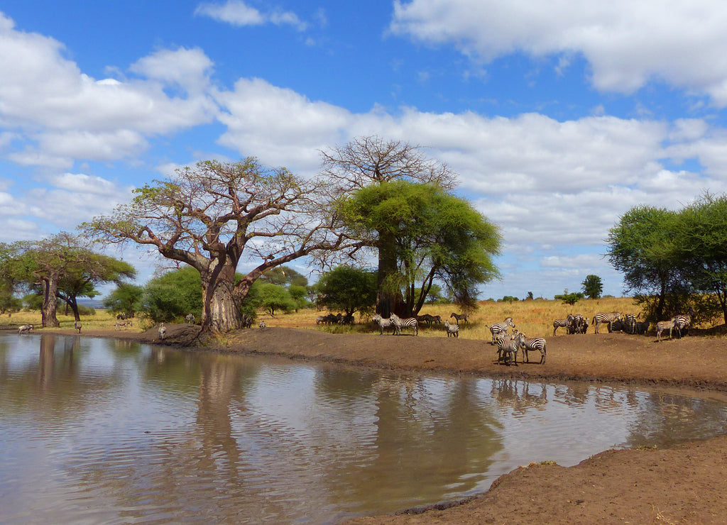 Zebraherde am Wasserloch im Tarangire Nationalpark Tansania