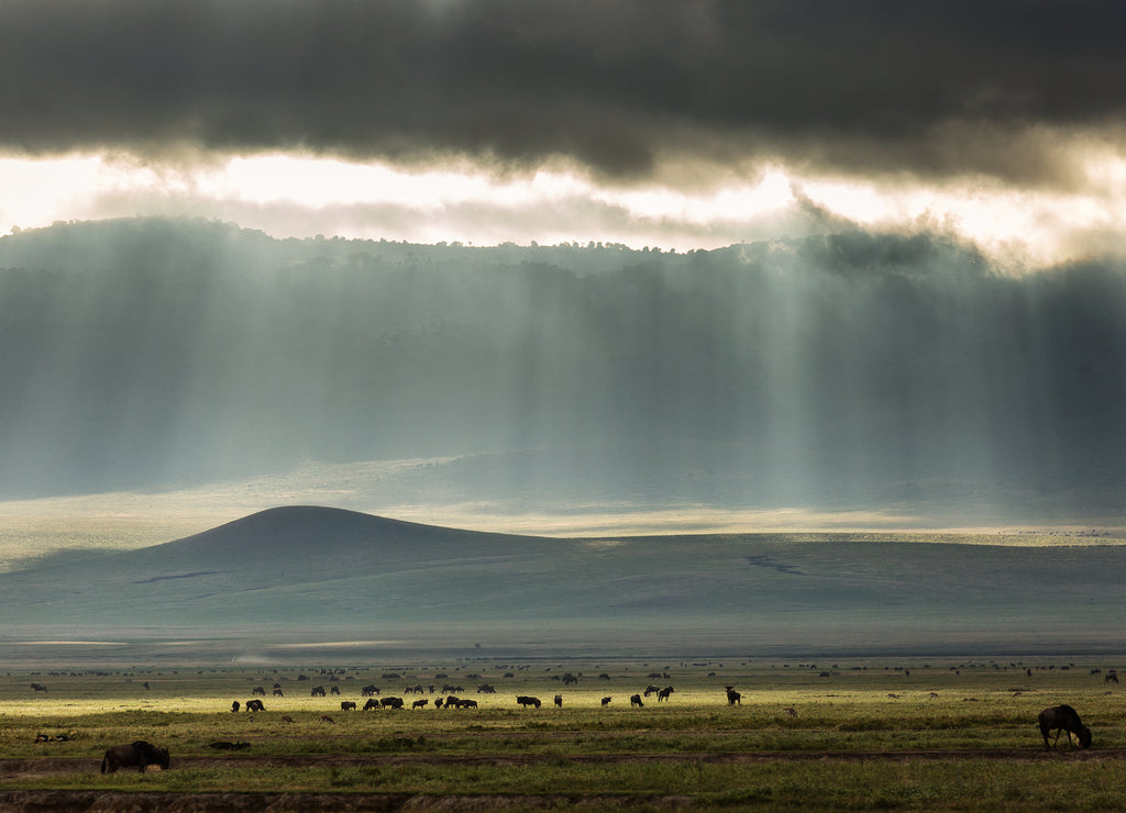 Landscape with group of wildebeest (gnu antelope) in the middle of the Ngorongoro Park with beautiful rays of lights in background. Tanzania