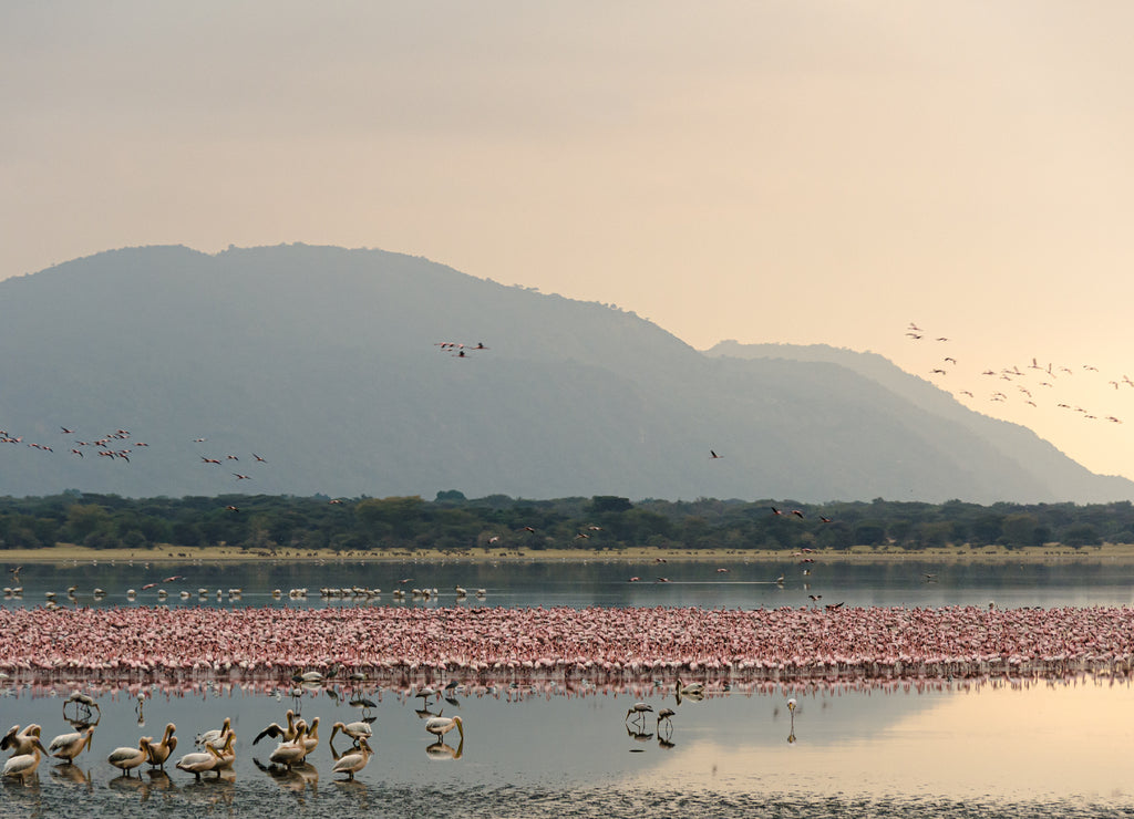 Flamingos gather at dawn in Lake Manyara, Tanzania