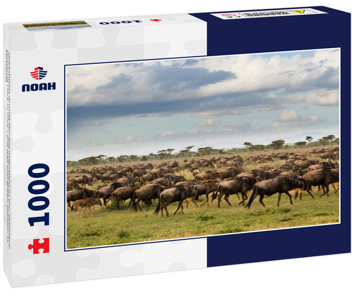Wildebeest during the big migration in the Serengeti National Park in may - the wet and green season- in Tanzania