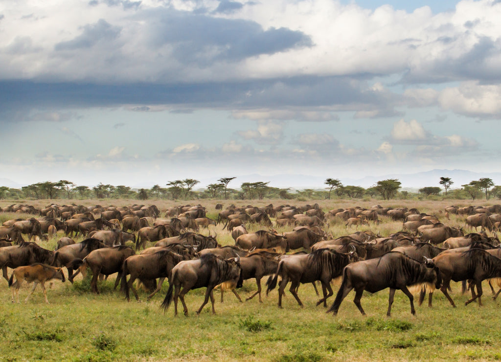 Wildebeest during the big migration in the Serengeti National Park in may - the wet and green season- in Tanzania