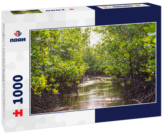 Mangrove tree by the sea on the island of Zanzibar, Tanzania, Africa