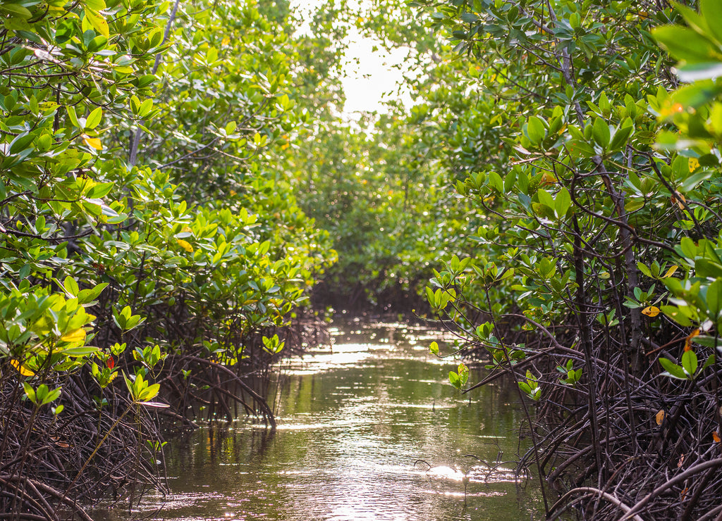 Mangrove tree by the sea on the island of Zanzibar, Tanzania, Africa