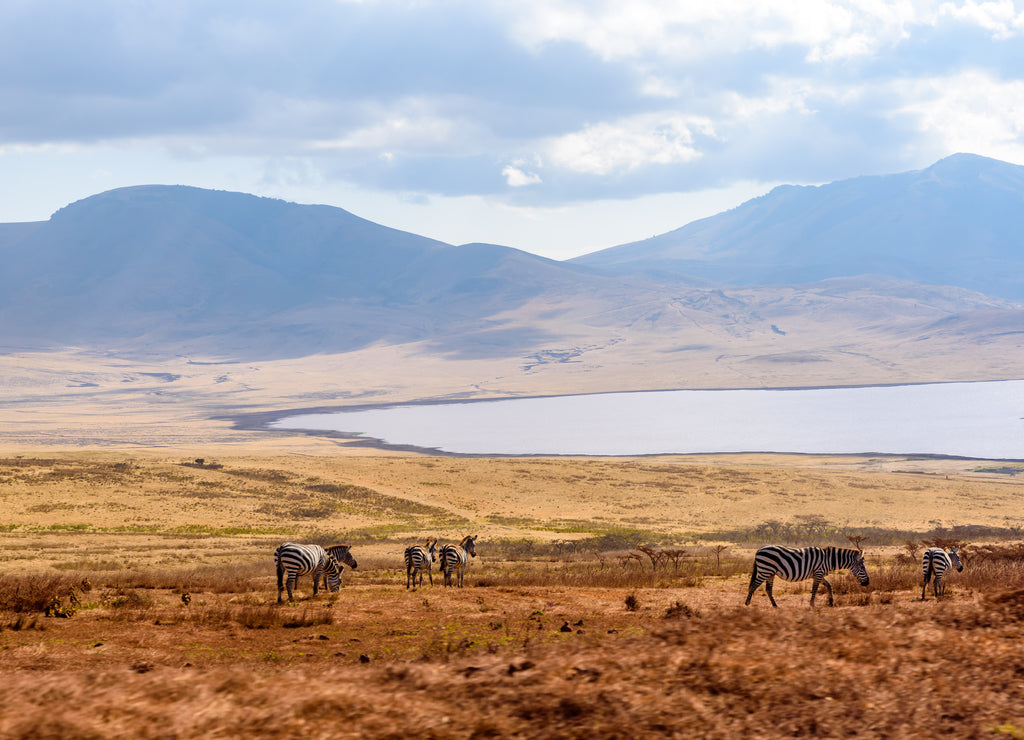Game drive with Safari car in Serengeti National Park in beautiful landscape scenery, Tanzania, Africa