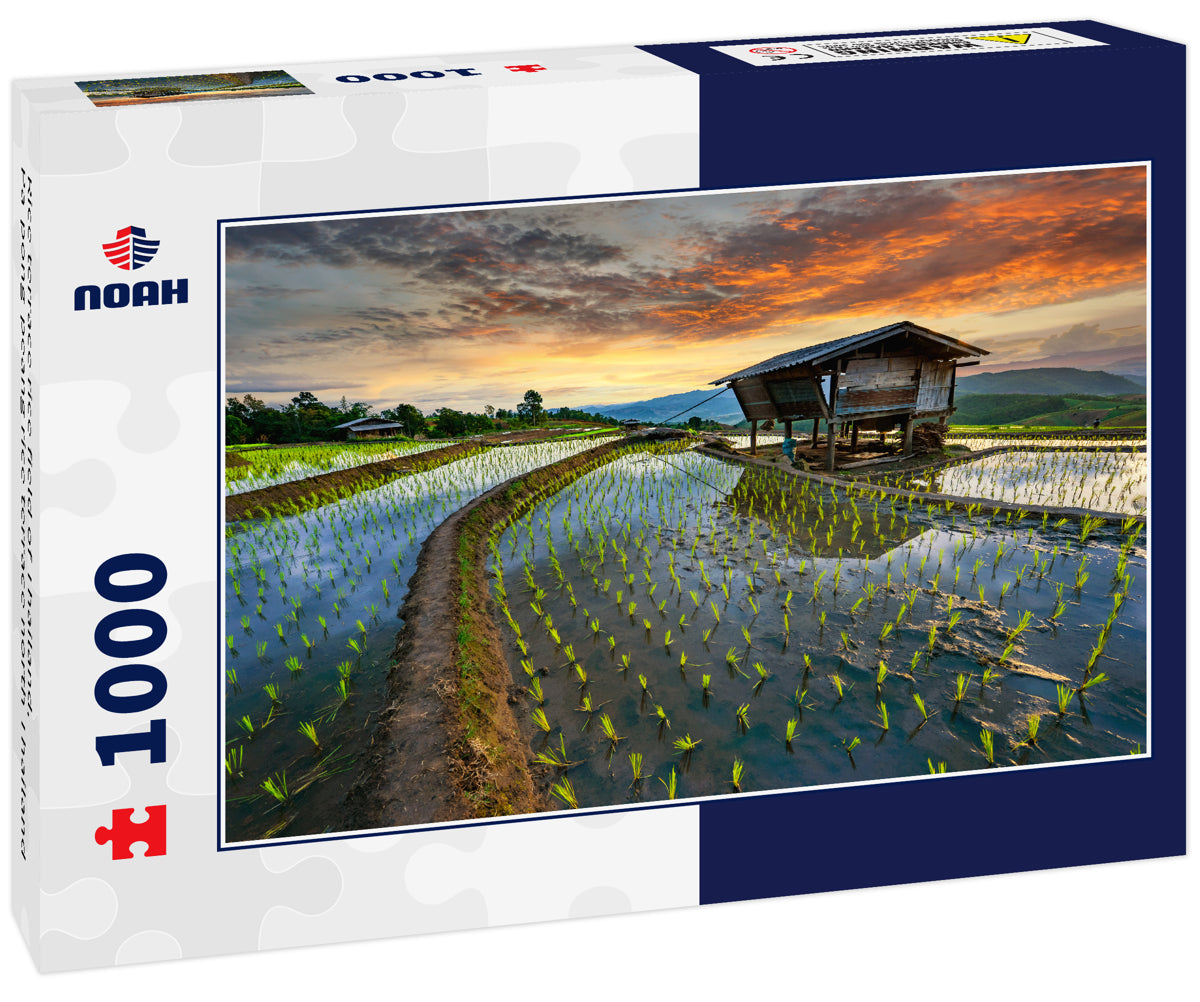 Rice terrace rice field of Thailand, Pa-pong-peang rice terrace north Thailand