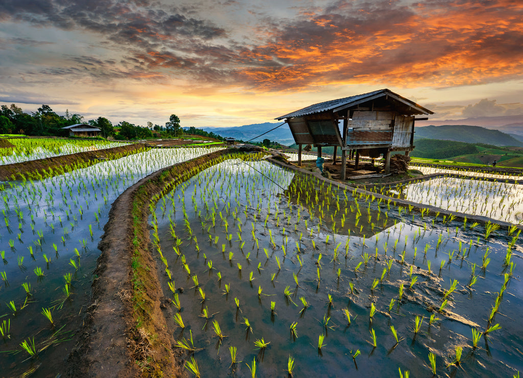 Rice terrace rice field of Thailand, Pa-pong-peang rice terrace north Thailand