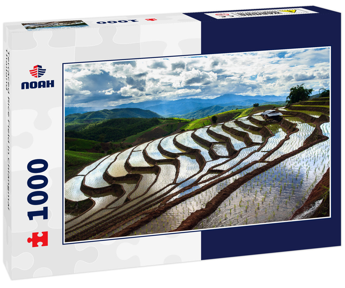 Terraced Rice Field in Chiangmai Thailand