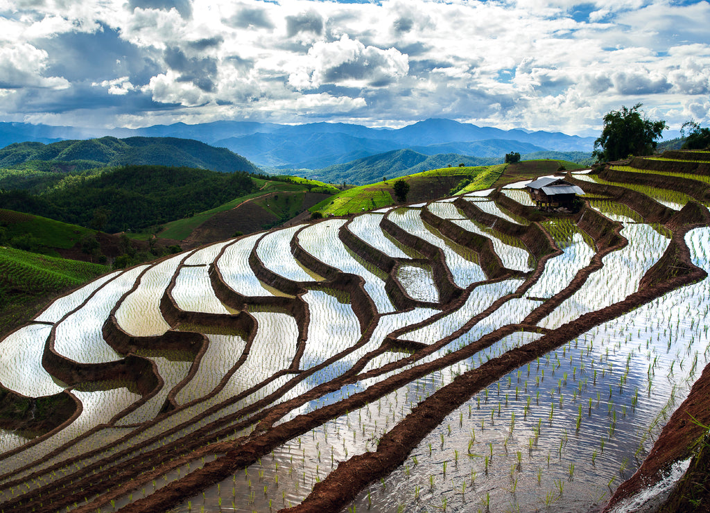 Terraced Rice Field in Chiangmai Thailand