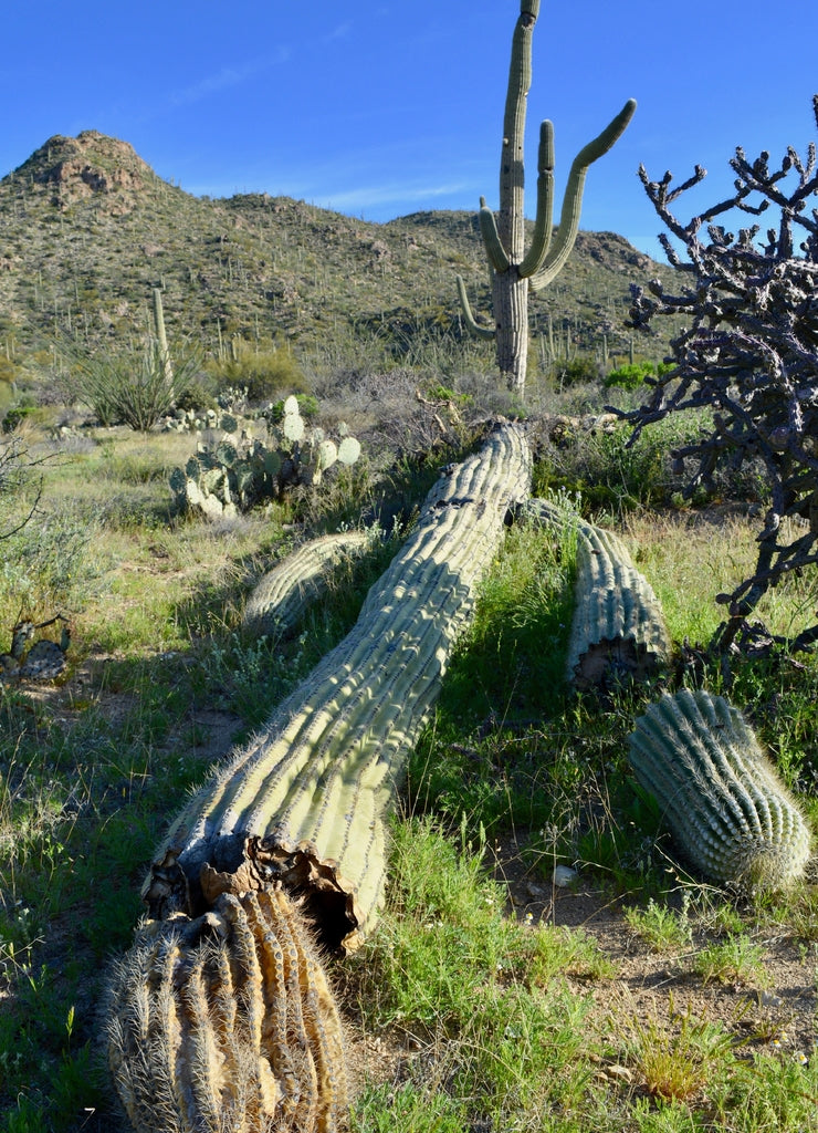 Fallen Saguaro Cactus Arizona Desert Marana Tortolita Mountains