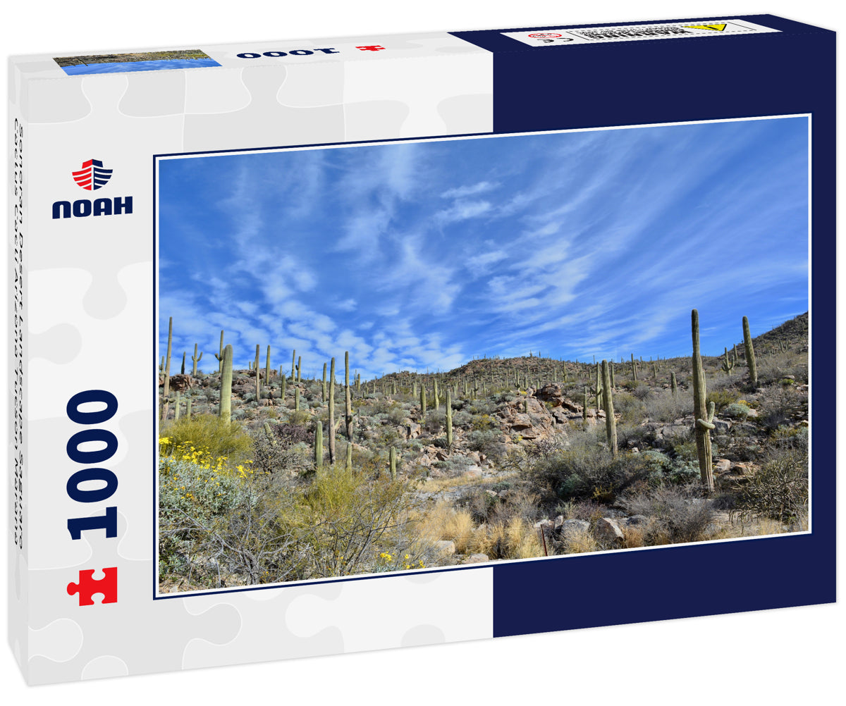 Sonoran Desert Landscape Saguaro Cactus Cacti Arizona Tucson Marana