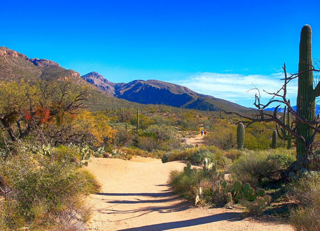 Sabino Canyon in Tucson, Arizona