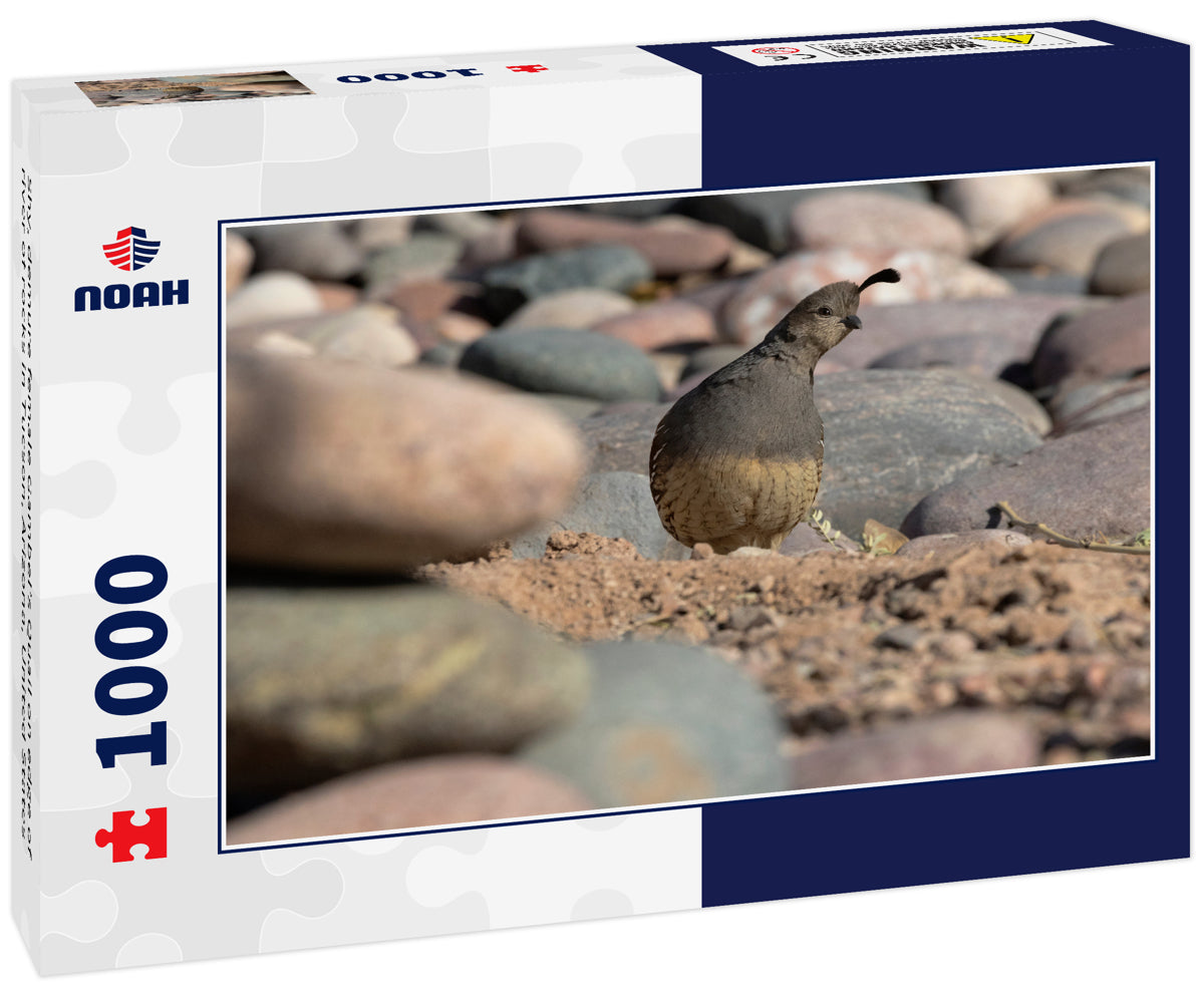 Shy, demure female Gambel’s Quail on edge of river of rocks in Tucson, Arizona, United States