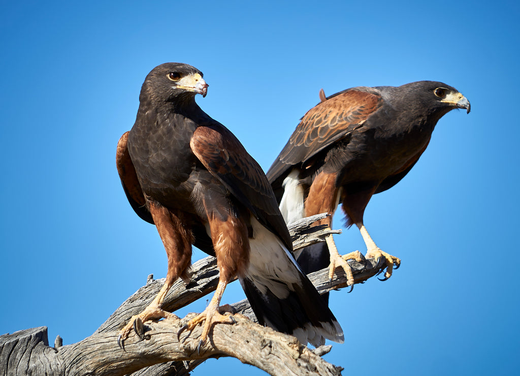 Harris Hawks in Tucson, Arizona