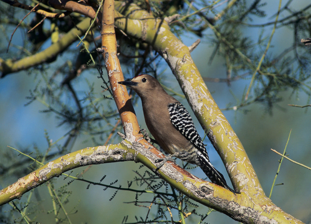 Gila Woodpecker, Melanerpes uropygialis, adult, Tucson, Arizona, USA, January