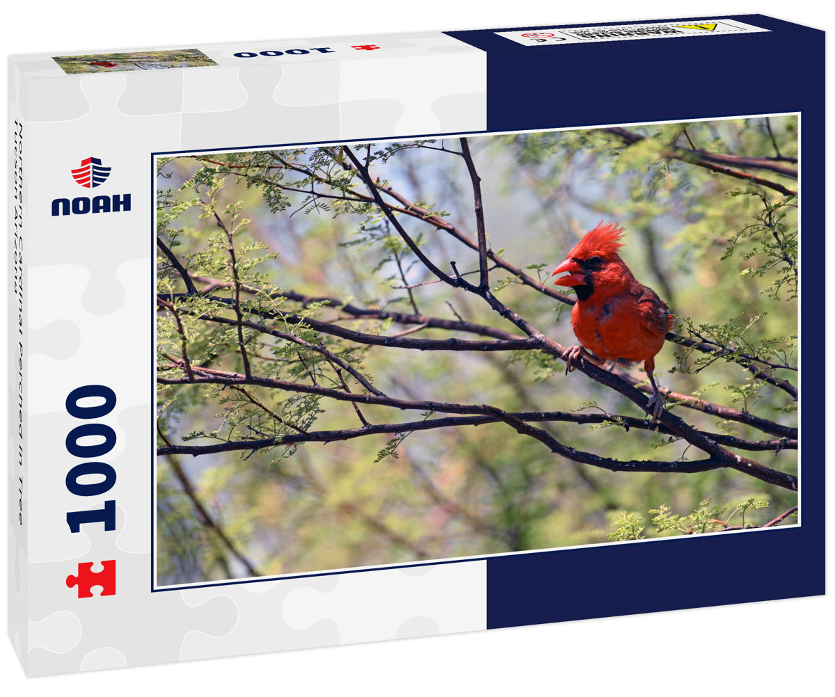 Northern Cardinal Perched in Tree Tucson Arizona