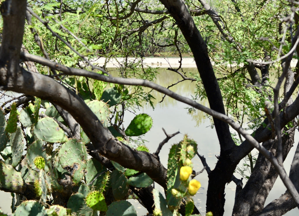 Agua Caliente Park Tucson Arizona