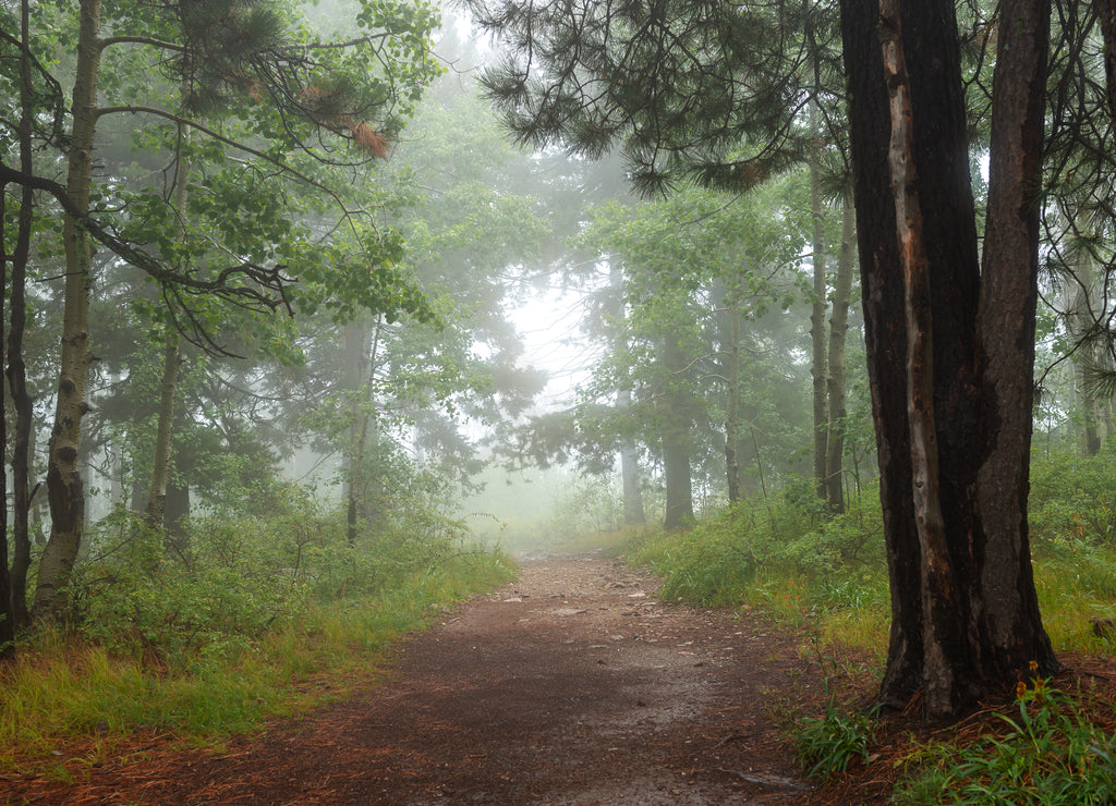 Mt. Lemmon in the fog, Tucson Arizona