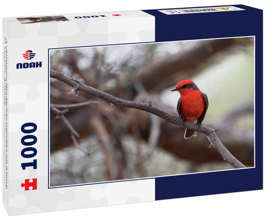 A vermilion flycatcher perches on a limb in Tucson, Arizona