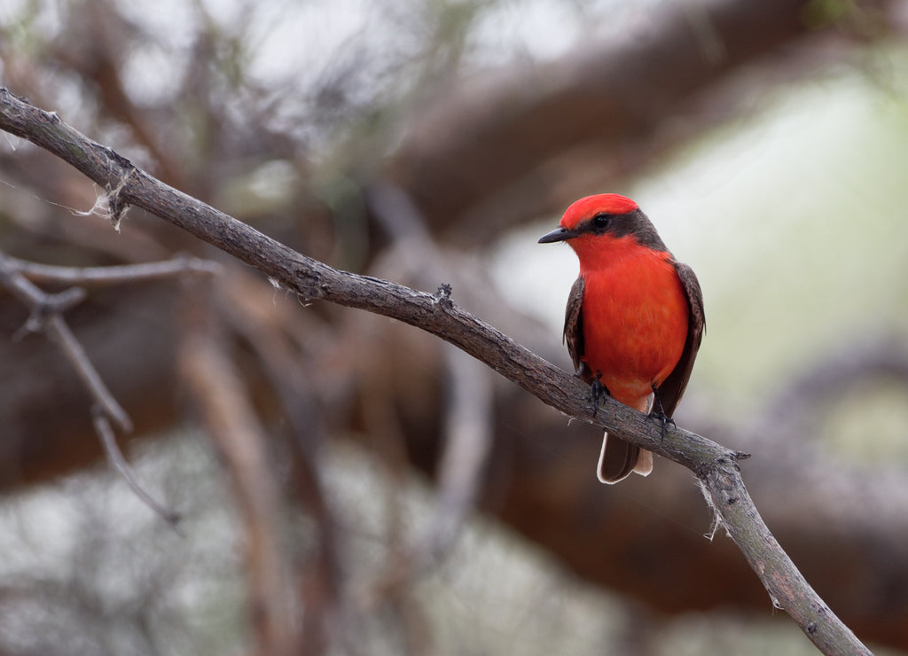 A vermilion flycatcher perches on a limb in Tucson, Arizona