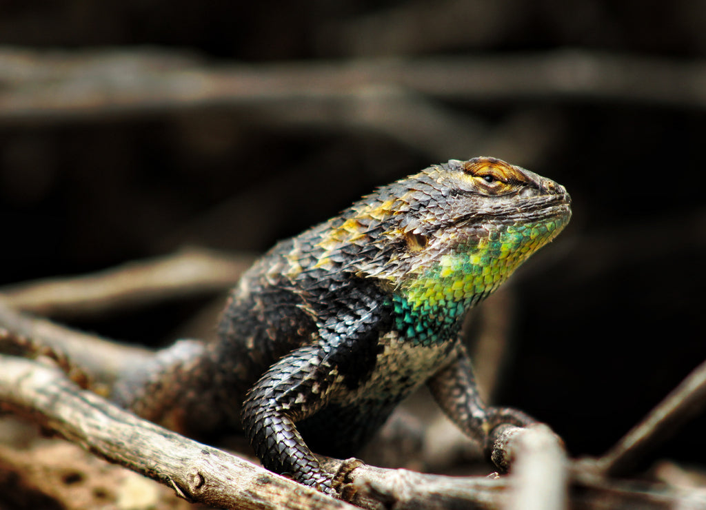 this is an image of a desert spiny lizard taken in Tucson Arizona in 2018