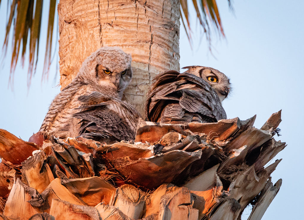 Great Horned Owl Owlets Fledging in Scottsdale Nest, Arizona