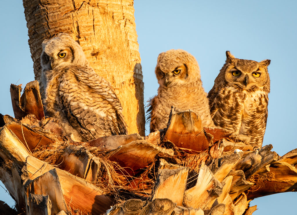 Great Horned Owl Owlets Fledging in Scottsdale Palm Tree Nest, Arizona