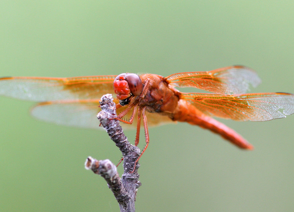 Dragonfly eating fly - Sierra Vista, Arizona