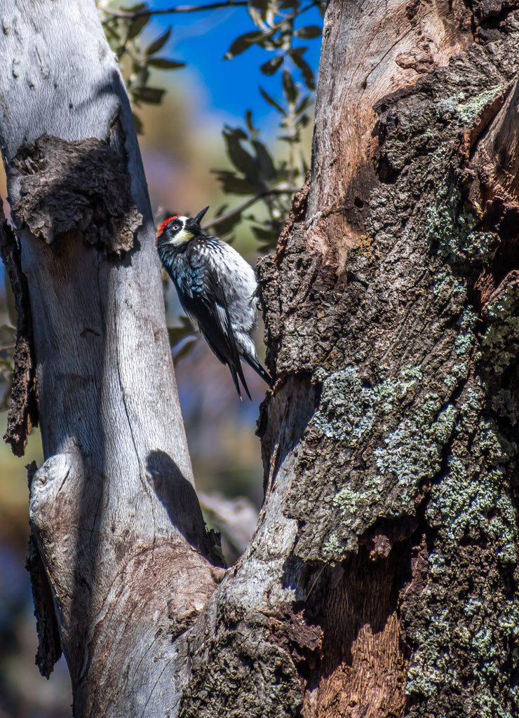 An Acorn Woodpecker in Sierra Vista, Arizona