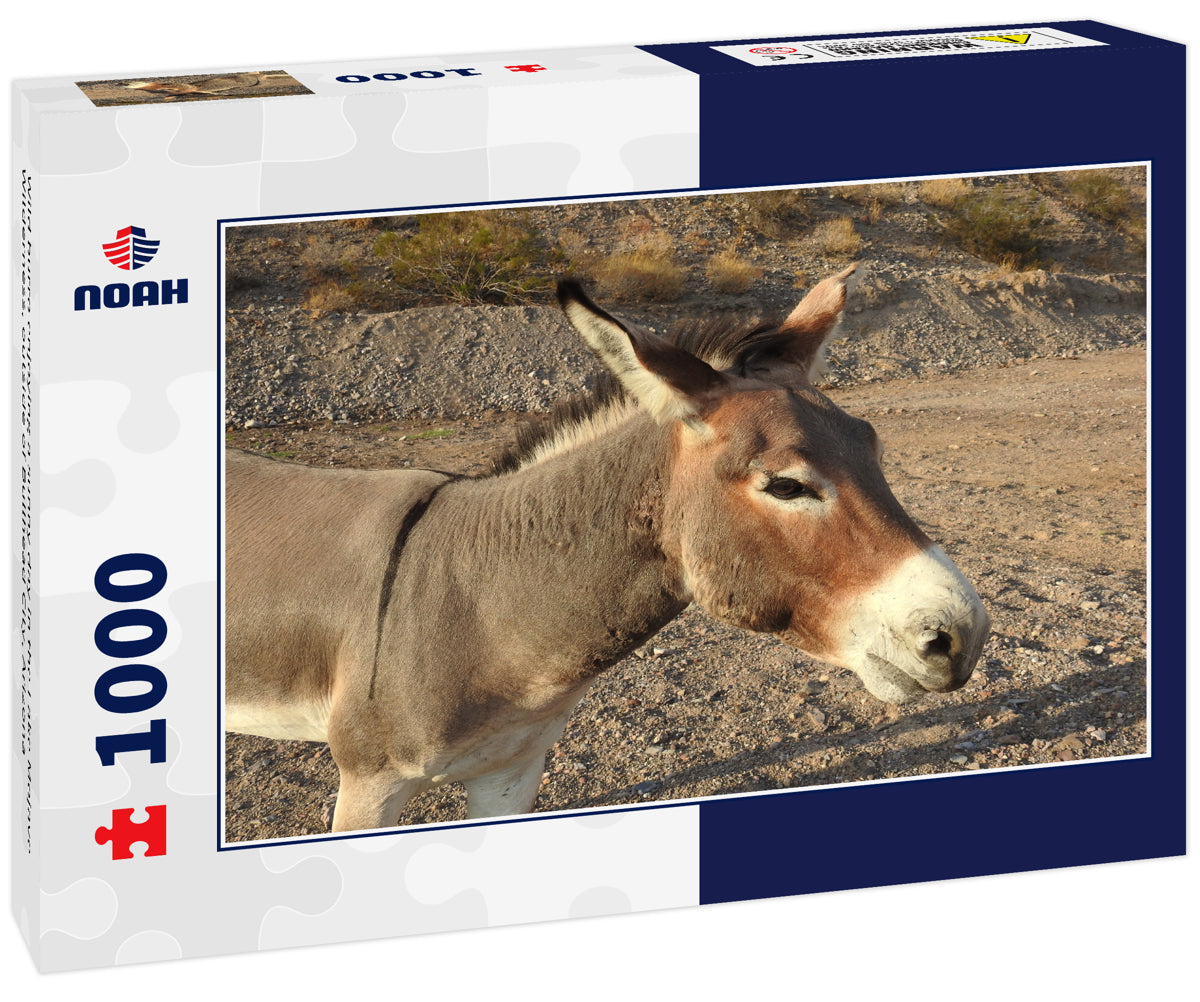 Wild burro enjoying a sunny day in the Lake Mojave Wilderness, outside of Bullhead City, Arizona