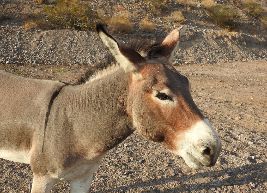 Wild burro enjoying a sunny day in the Lake Mojave Wilderness, outside of Bullhead City, Arizona