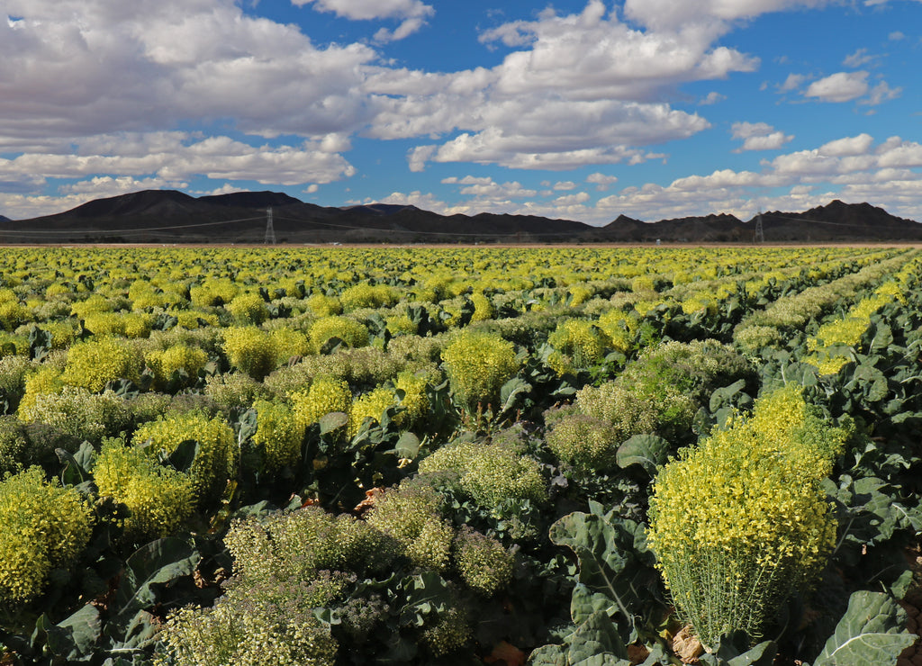 Field of Broccoli Grown for Seed, in Yuma Arizona