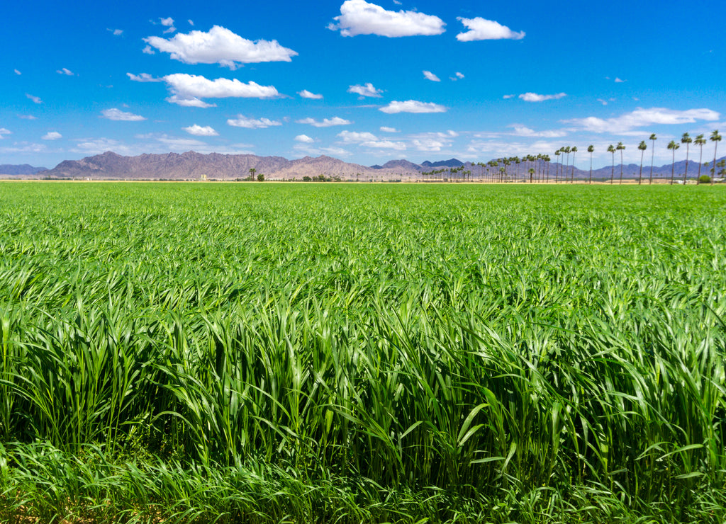 Green Sudan field under the blue sky, in Yuma Arizona