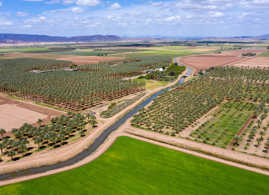 Yuma Palm Trees, Arizona