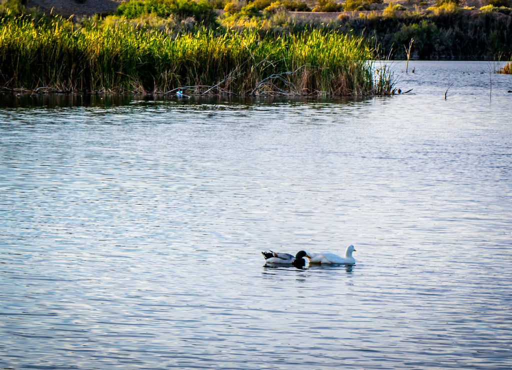 Mallard couple swimming at the lake of Yuma, Arizona