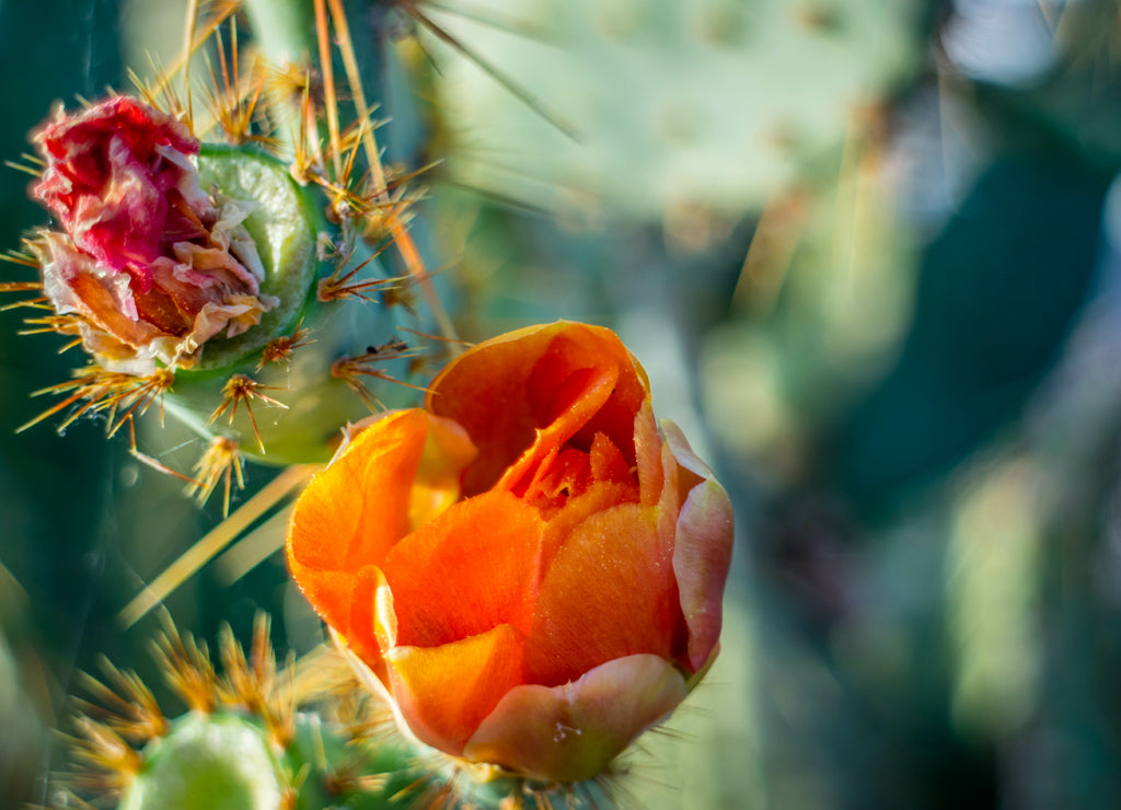 An orange red flowering cactus plants in Yuma, Arizona