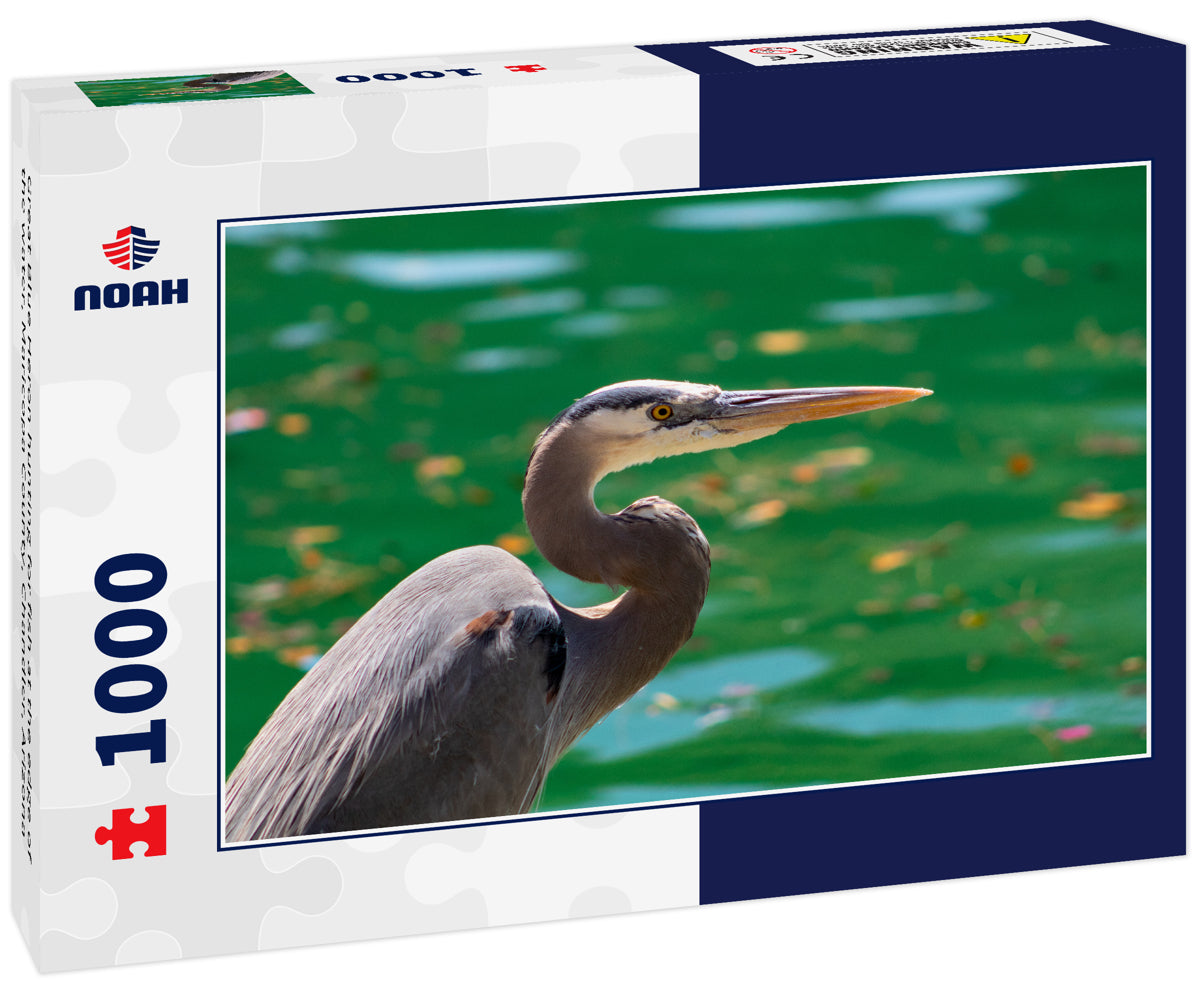 Great Blue Heron hunting for fish at the edge of the water, Maricopa County, Chandler, Arizona